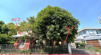 ขายบ้านเดี่ยว บ้านปาริชาต ถนนคุ้มเกล้า ลาดกระบัง กรุงเทพ