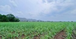 ขายด่วน ขายถูก ที่ดินอำเภอหนองม่วง จังหวัดลพบุรี เนื้อที่ 14 ไร่
