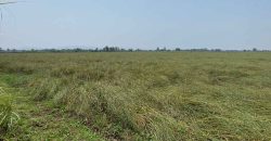 ขายที่ดินนา เพชรบูรณ์ อำเภอหนองไผ่ ผู้เช่าพร้อม ทำเลน่าลงทุน
