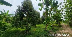 ขายที่เปล่า ที่สวนผสมผสาน ต.ป่าขะ อ.บ้านนา จ.นครนายก การเดินทางสะดวกสบาย เข้าจากถนนสี่เลนเส้นบ้านนาแก่งคอยเพียง 300 เมตรเท่านั้น