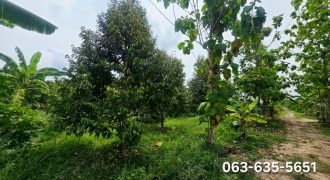 ขายที่เปล่า ที่สวนผสมผสาน ต.ป่าขะ อ.บ้านนา จ.นครนายก การเดินทางสะดวกสบาย เข้าจากถนนสี่เลนเส้นบ้านนาแก่งคอยเพียง 300 เมตรเท่านั้น